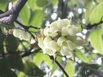 禾雀花