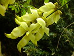 禾雀花