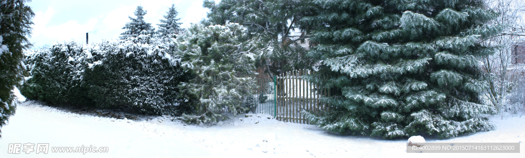 雪地 松 巨幅