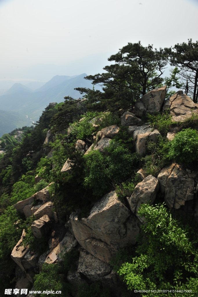 山间松树