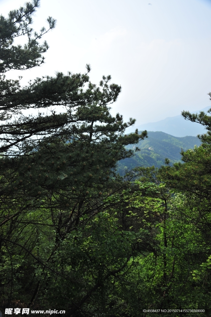 山间松树