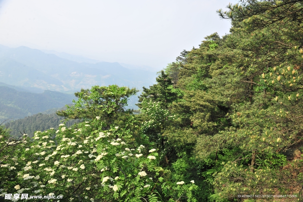 松花 松树