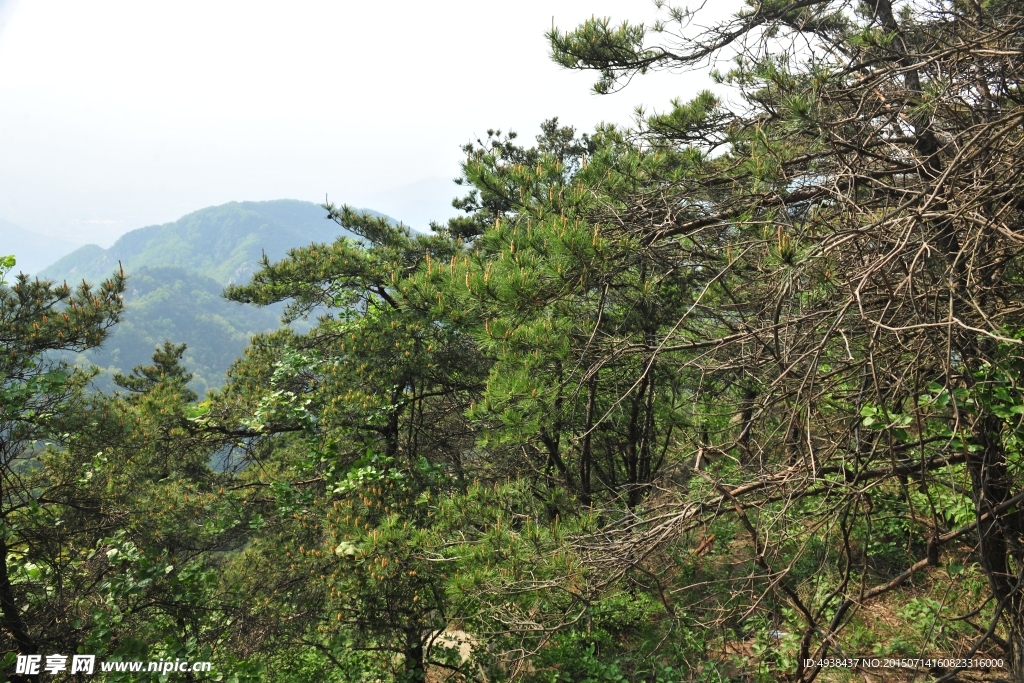 山景 森林植被