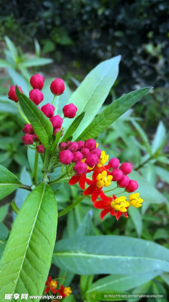 花草