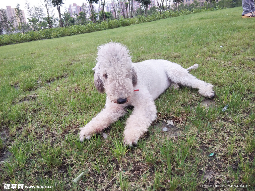 宠物狗