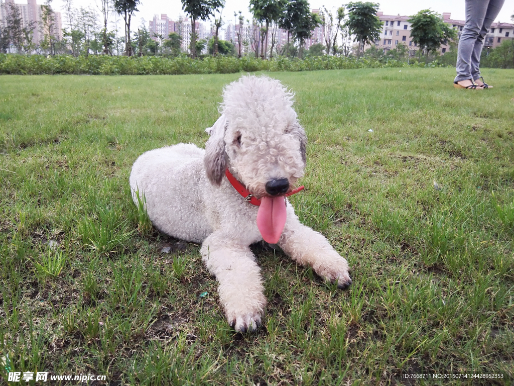 宠物狗