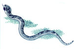 黑白 十二生肖 国画 手绘蛇