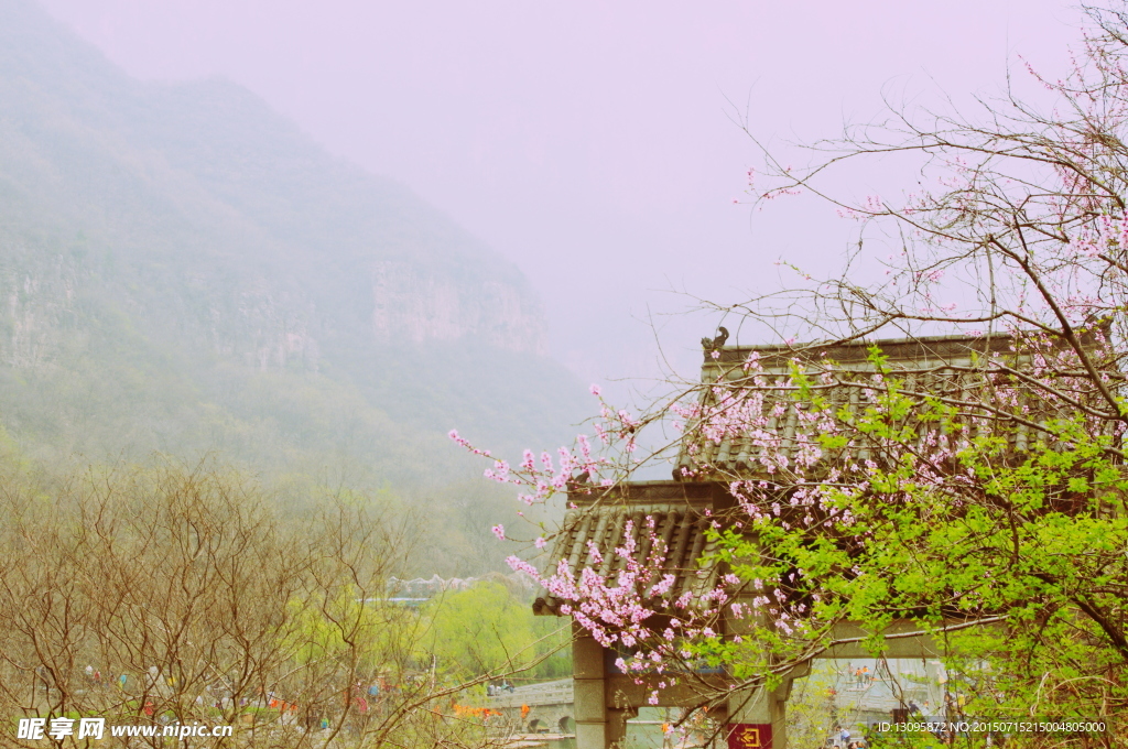 云台山梅花摄影