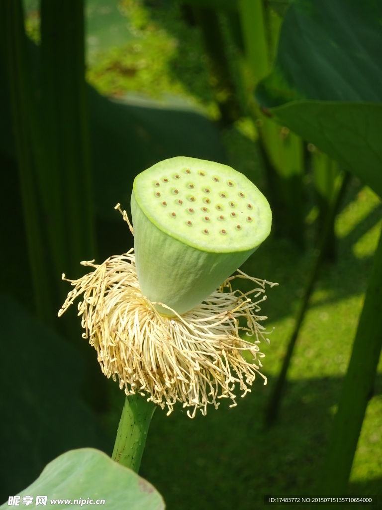 莲蓬