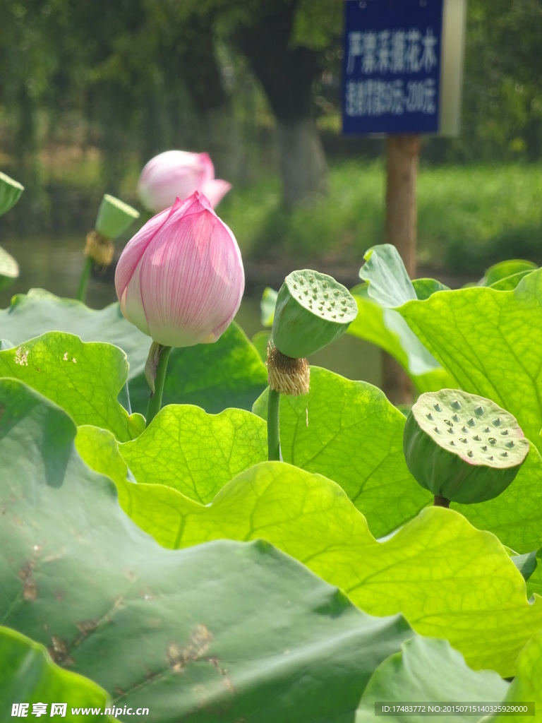 荷花
