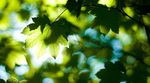 夏日绿荫阳光斑斓