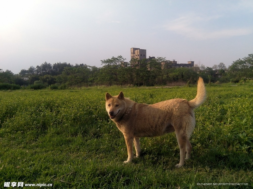 家犬