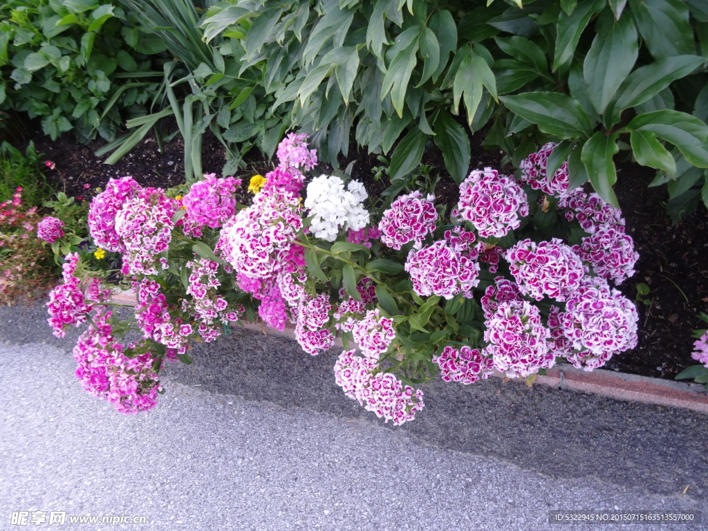 粉色花