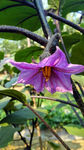 茄子花高清