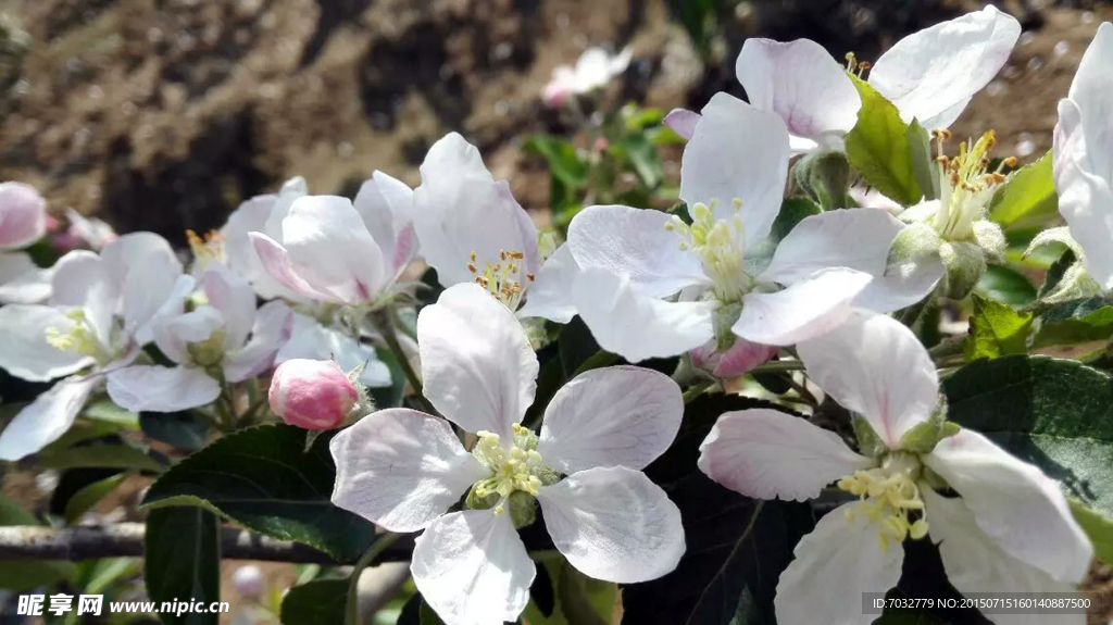 一枝苹果花