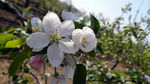 高清苹果花