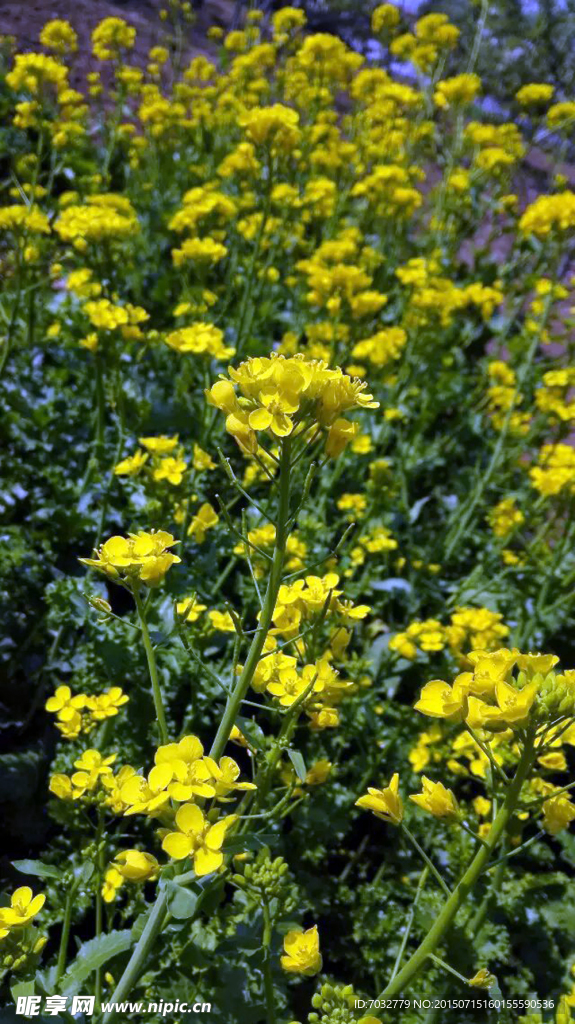 油菜花