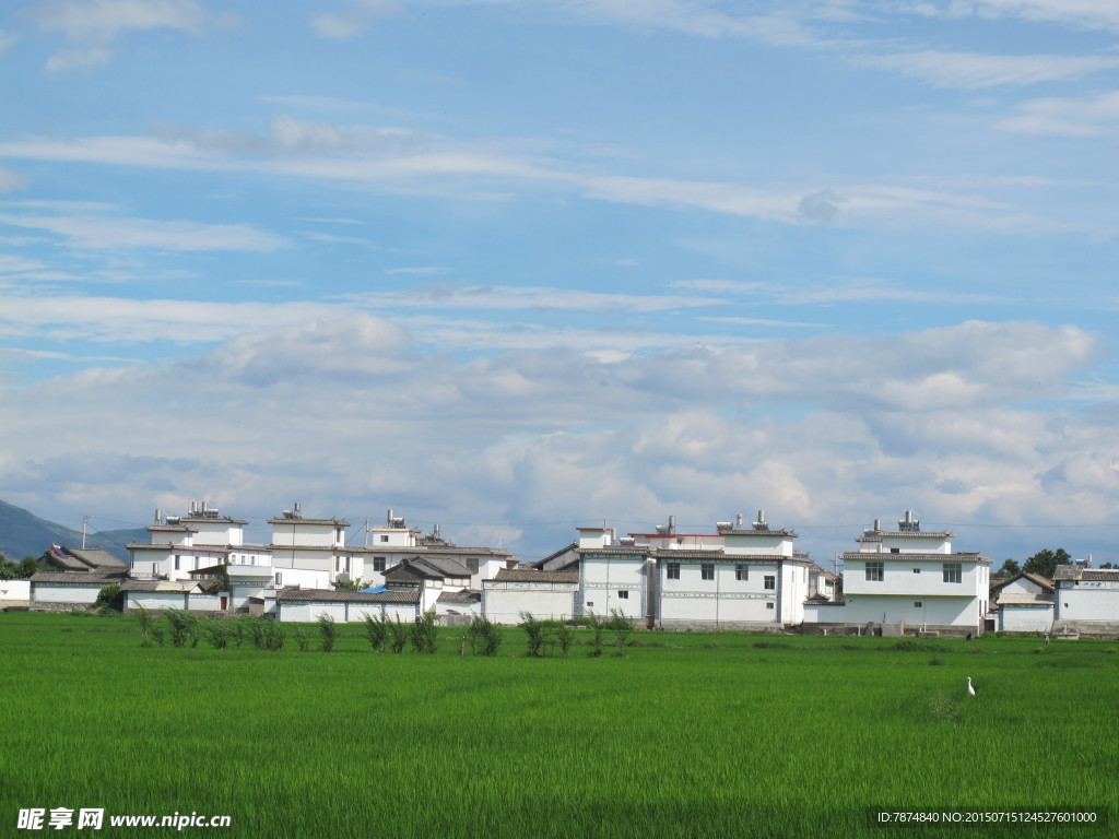 田野 乡村