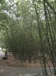 竹林