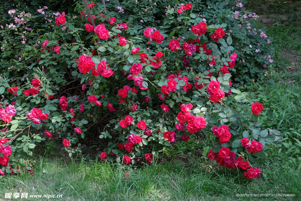 蔷薇花