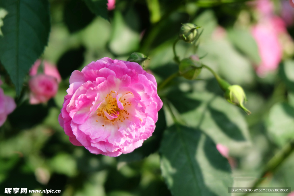 蔷薇花