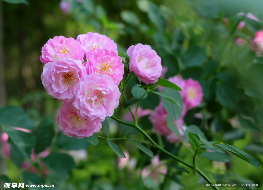 蔷薇花