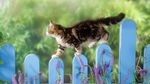 猫咪壁纸
