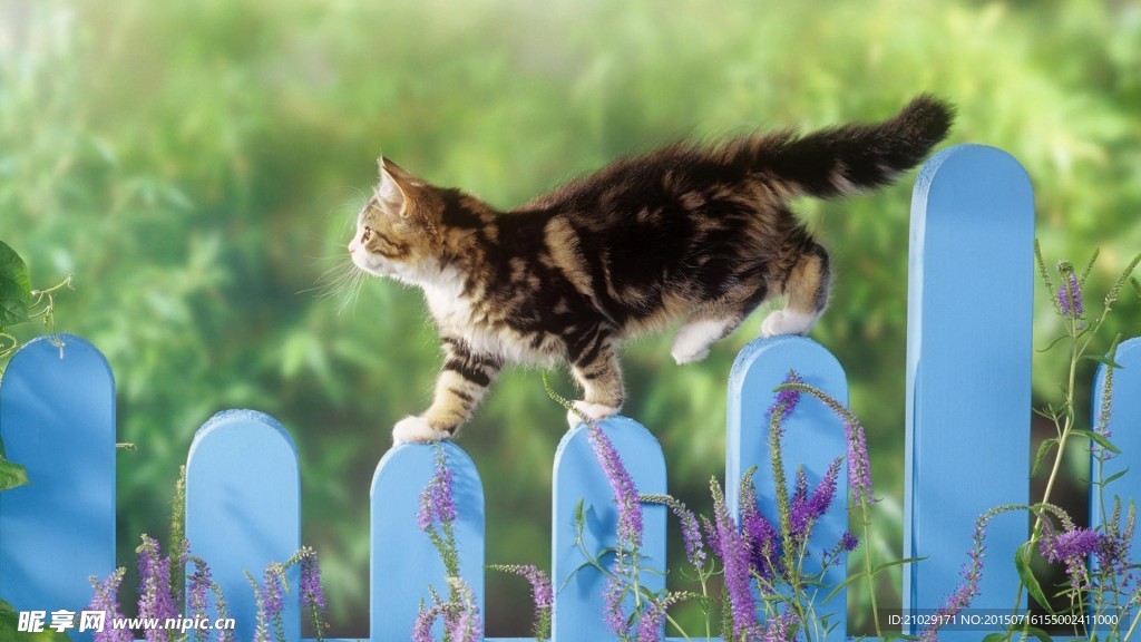 猫咪壁纸