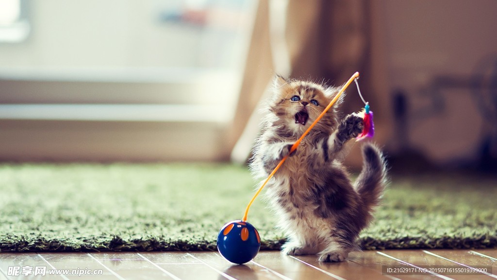 猫咪壁纸