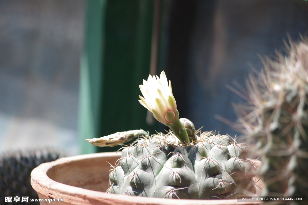 仙人掌开花