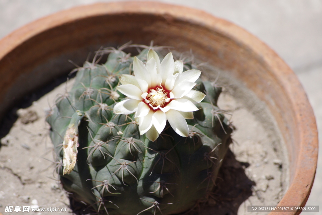 仙人掌开花