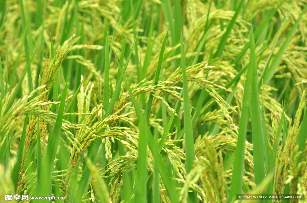 水稻