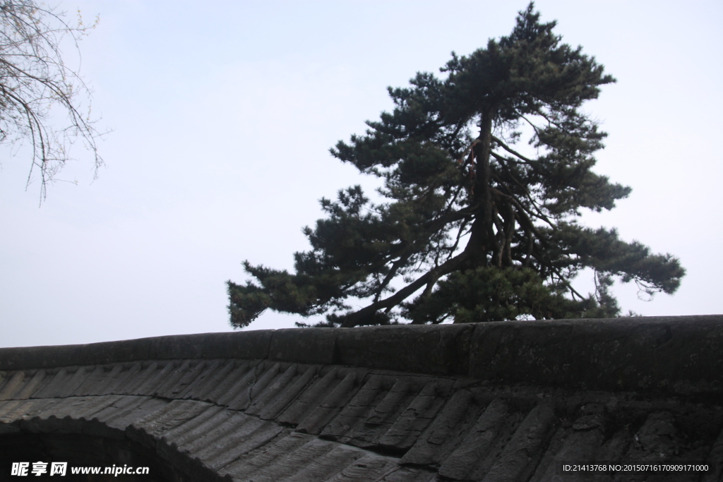武当山松树