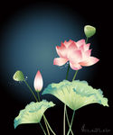 荷花