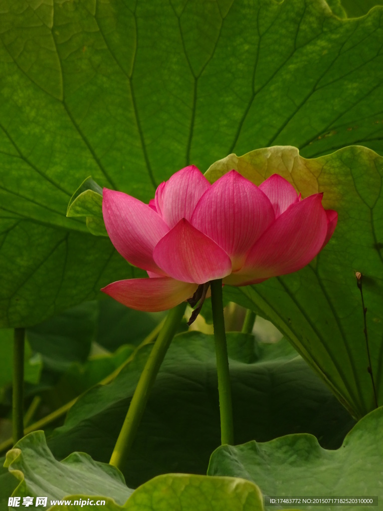 荷花