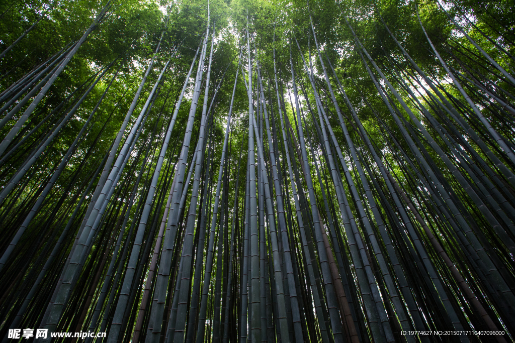 竹林