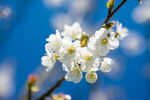白色樱花