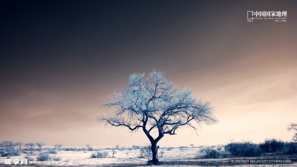 雪地里的树