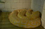 黄色蟒蛇