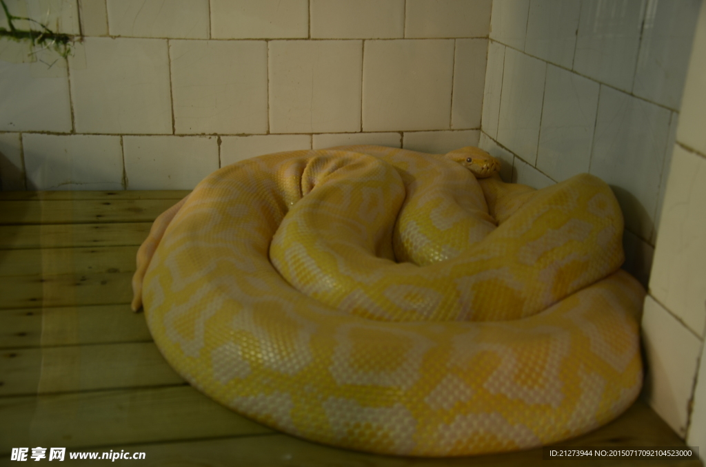 黄色蟒蛇