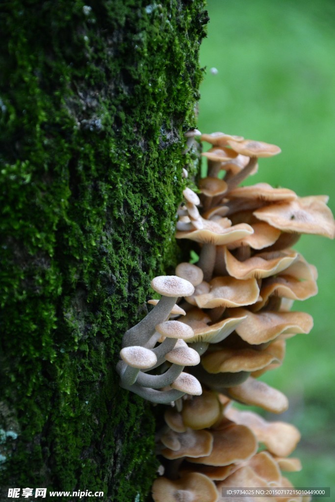 野生毒蘑菇