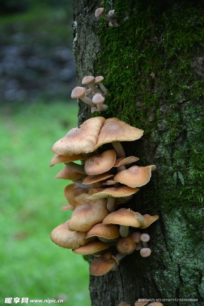 毒蘑菇野蘑菇