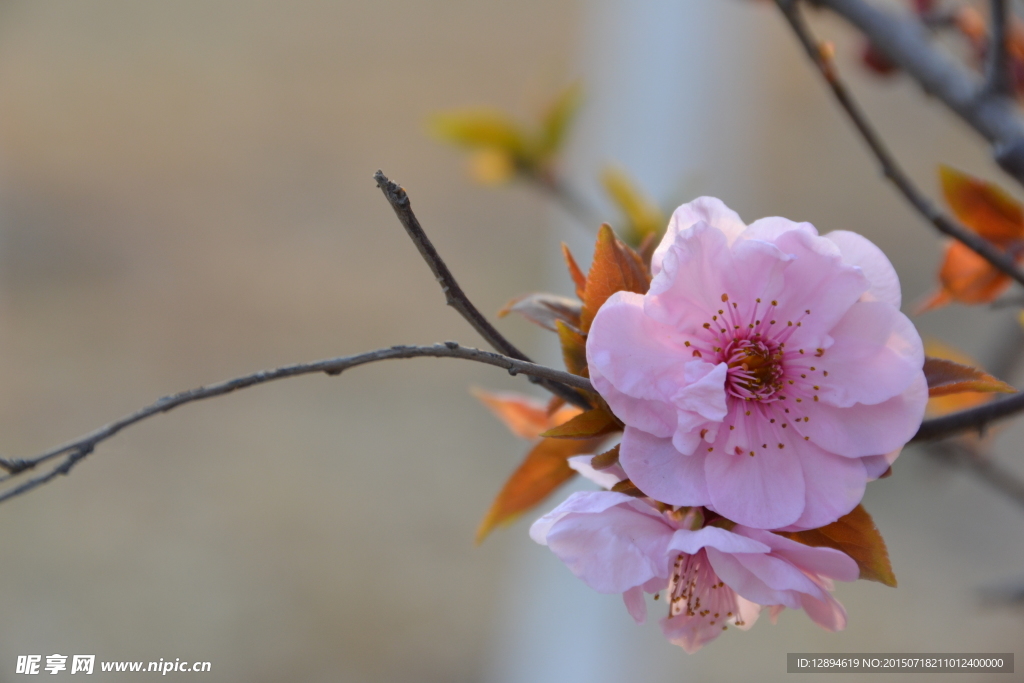 桃花