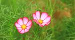 格桑花之恋