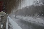雪柳