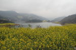 罗平油菜花