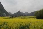 罗平油菜花