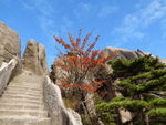 黄山风光