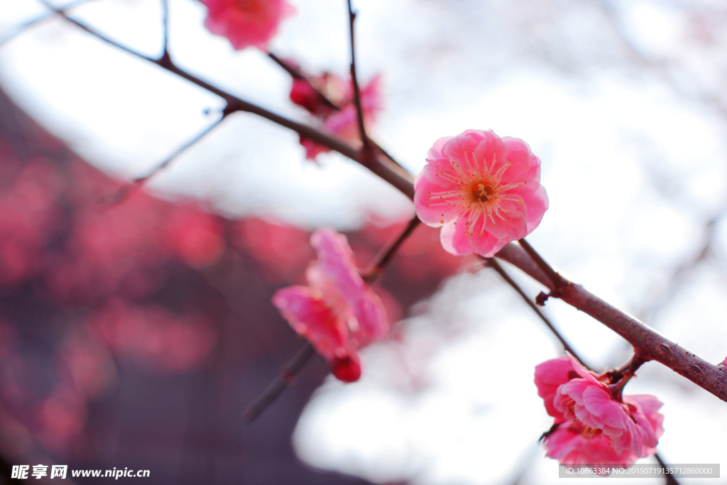 红梅花开