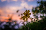 晚霞中的 野菊花